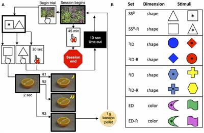 Ranking Cognitive Flexibility in a Group Setting of Rhesus Monkeys with a Set-Shifting Procedure